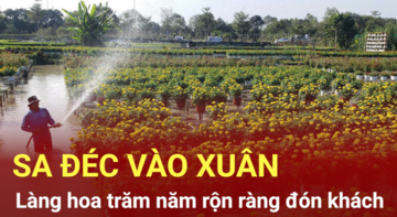  Sa Đéc vào xuân: Làng hoa trăm năm rộn ràng đón khách