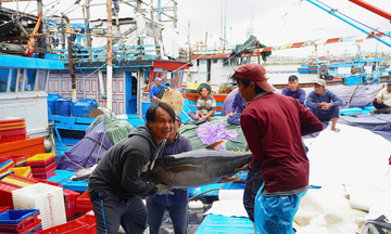 Quảng Ngãi: Ngư dân trúng đậm cá ngừ đại dương chuyến biển cuối năm