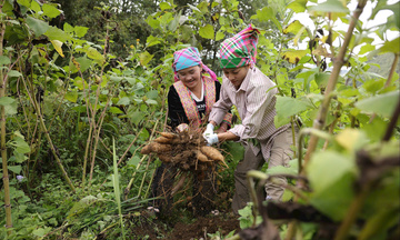 Nâng năng lực quản lý, mở lối thương mại điện tử về địa phương