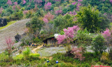 Giữa đại ngàn Tây Bắc hoa tớ dày rực hồng đón xuân