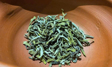 Giữ 'vàng xanh' Shan Tuyết, vun bồi giá trị nông sản Việt