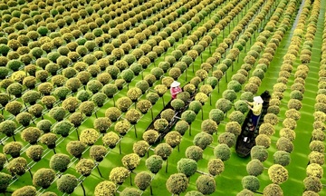 Về miền hoa Tết Sa Đéc