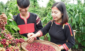 Đắk Lắk - điểm đến mới của Fine Robusta toàn cầu