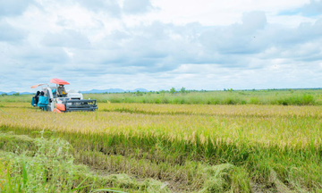 Đắk Lắk: Mùa vàng ấm no và làn gió mới từ ‘phiên chợ số’