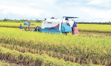 Cần Thơ phát triển lúa chất lượng cao, hướng tới sản xuất xanh