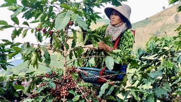 Cà phê Mường Ảng – hạt ngọc xuân trong chuỗi du lịch Điện Biên