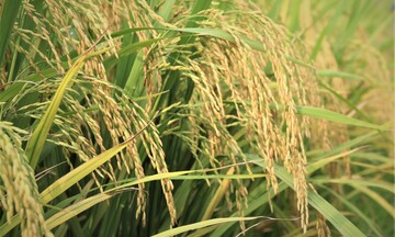 Xuất khẩu gạo: Đẩy mạnh phân khúc chất lượng cao, giữ thị trường