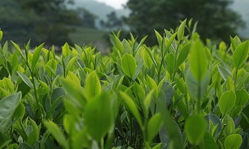 Ngành chè bước vào năm 2026 với tín hiệu tăng trưởng trái chiều 