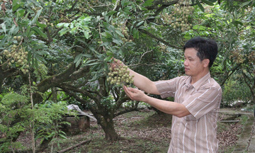 Xây dựng thương hiệu nông sản Hưng Yên