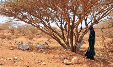 WFP cảnh báo có thể ngừng cứu trợ lương thực cho gần 1 triệu người