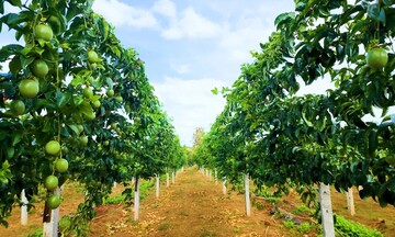 Xuất khẩu rau quả sang EU lập kỷ lục mới