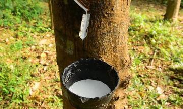 Điểm danh thị trường xuất khẩu cao su lớn nhất của Việt Nam tháng 1/2026