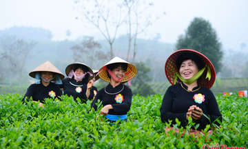 Sôi nổi hội thi hái chè và hát Then tại vùng cách mạng ATK Định Hóa