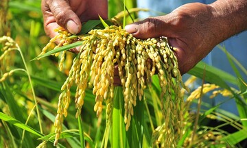 Xuất khẩu gạo chịu sức ép trong ngắn hạn