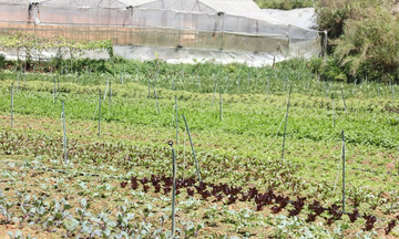 Nông sản hữu cơ: Xu hướng phát triển giá trị cao của nông nghiệp Việt