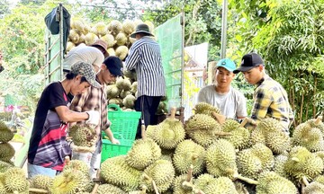 Xuất khẩu sầu riêng tăng tốc, có thể chạm ngưỡng 1 tỷ USD