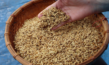 Giảm phát thải mở đường cho nông sản Hải Phòng khẳng định thương hiệu