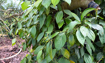 Giá tiêu hôm nay 28/2/2026: Giảm mạnh