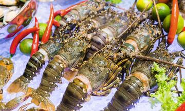 Tôm hùm Việt Nam giữ vững vị thế tại thị trường tỷ dân