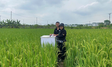 Công nghệ IoT mở đường cho canh tác lúa phát thải thấp