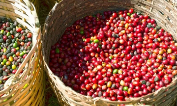 Cà phê Việt Nam xuất khẩu sang Hàn Quốc tăng 31,2% về kim ngạch