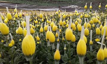 Xuất khẩu rau quả sang thị trường Nhật Bản cao kỷ lục