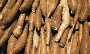 Xuất khẩu sắn tăng mạnh đầu năm, nguồn cung trong nước biến động