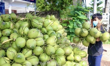 Dừa Vĩnh Long: Khẳng định vị thế 'thủ phủ' và tầm nhìn xuất khẩu tỷ USD