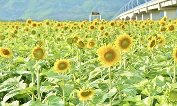 10.000 hoa hướng dương nở rộ, rực rỡ sắc vàng tại TP. Đà Nẵng