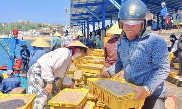 Ngư dân làng chài Gia Lai trúng mùa ruốc, 'bỏ túi' tiền triệu mỗi ngày