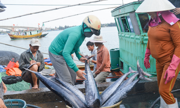 Gỡ bằng được 'thẻ vàng' IUU và phát triển ngành thủy sản bền vững
