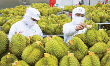 Xuất khẩu rau quả tăng tốc, mặt hàng tươi chiếm lĩnh thị trường