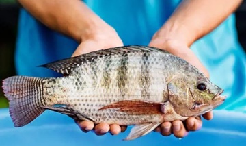 Cá rô phi Việt Nam tăng mạnh xuất khẩu, bứt tốc tại thị trường Brazil và Mỹ 