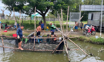 Giá cá tra ổn định nhiều tháng, người nuôi kỳ vọng vụ mới