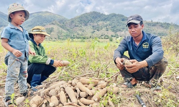 Gia Lai: Mì phơi đồi, sinh kế mùa khô của đồng bào Jrai, Bahnar