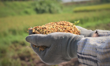 Gạo giảm phát thải mở đường nâng tầm xuất khẩu gạo Việt