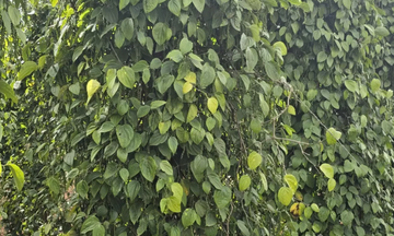 Mỹ là thị trường xuất khẩu lớn nhất của hồ tiêu Việt Nam 