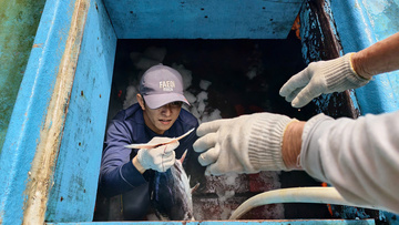 Quảng Ngãi: Ngư dân may mắn trúng mẻ cá ngừ đại dương