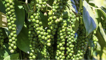 Giá tiêu hôm nay 14/3/2026: Bật tăng mạnh mẽ