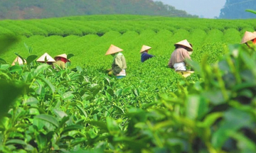 Giá chè xuất khẩu tăng hơn 14%, tín hiệu tích cực đầu năm