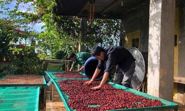 Giá cà phê hôm nay 17/3/2026: Giảm nhẹ 200 đồng/kg