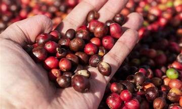 Infographic | Cà phê xuất khẩu tăng 14,5% nhưng kim ngạch giảm nhẹ