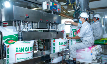 Thị trường biến động, người trồng lúa đối mặt áp lực kép