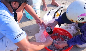 Đà Nẵng: Ốc lễ được giá, ngư dân tất bật từ sớm