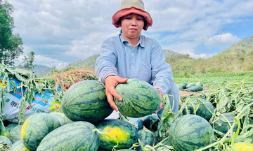 Dưa hấu Gia Lai 'được mùa mất giá', nông dân gồng mình bán lỗ