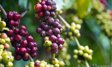 Giá cà phê thế giới tiếp đà tăng trước áp lực đứt gãy chuỗi cung ứng