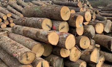 Xuất khẩu gỗ giữ nhịp tăng trưởng trong 2 tháng đầu năm
