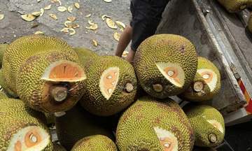 Giải pháp đồng bộ giúp mít Thái miền Tây ổn định giá và chất lượng