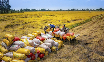 Bộ Công Thương ban hành Chỉ thị 08 thúc đẩy xuất khẩu gạo 