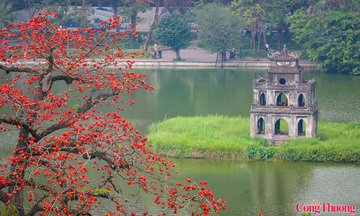 Hoa gạo tháng 3 'thắp lửa' một góc trời Hà Nội